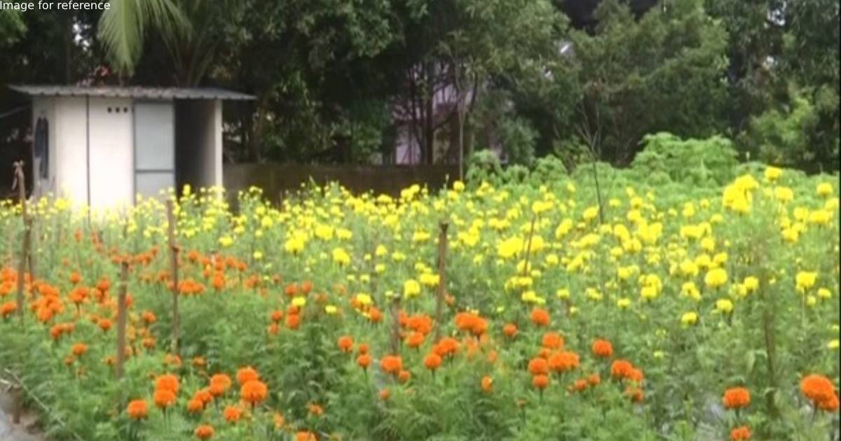Kerala government promoting marigold farming in Kochi ahead of Onam season